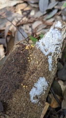 Sphaerostilbella aurifila