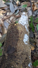 Sphaerostilbella aurifila