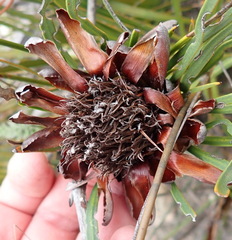 Protea montana