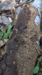 Sphaerostilbella aurifila