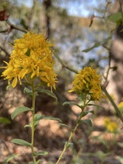 Solidagininae