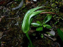 Pterostylis areolata