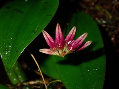 Ephippium