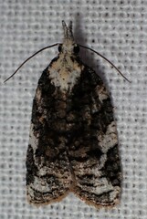 Platynota exasperatana
