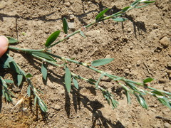 Polygonum aviculare