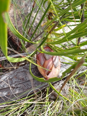 Protea montana