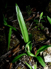 Pterostylis areolata