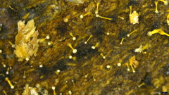 Sphaerostilbella aurifila