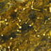 Sphaerostilbella aurifila