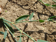 Polygonum aviculare