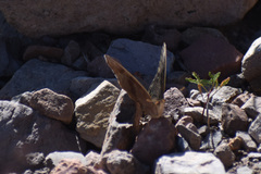 Junonia nigrosuffusa