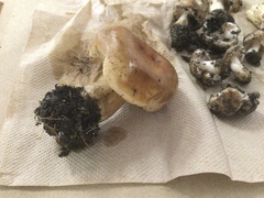 Hebeloma crustuliniforme