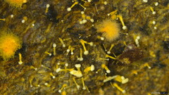 Sphaerostilbella aurifila