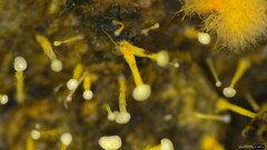 Sphaerostilbella aurifila