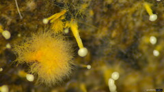 Sphaerostilbella aurifila