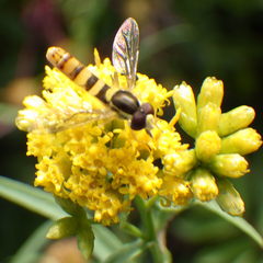 Sphaerophoria philanthus