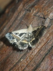 Acantholipes