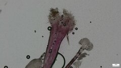 Sphaerostilbella aurifila