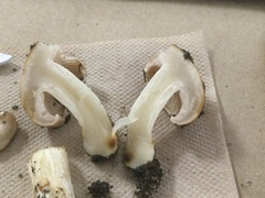 Hebeloma crustuliniforme
