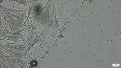 Sphaerostilbella aurifila