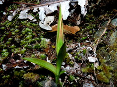Pterostylis areolata