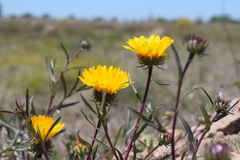 Grindelia scorzonerifolia