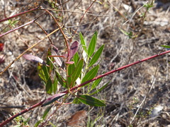 Stillingia sylvatica