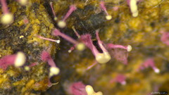 Sphaerostilbella aurifila