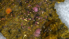 Sphaerostilbella aurifila