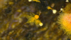 Sphaerostilbella aurifila