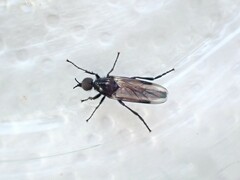 Dilophus nigrostigma