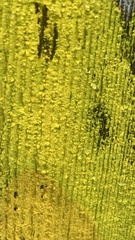 Chrysothrix candelaris