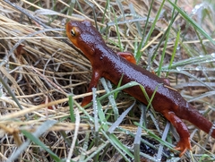 Taricha sierrae