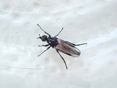 Dilophus nigrostigma