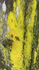 Chrysothrix candelaris