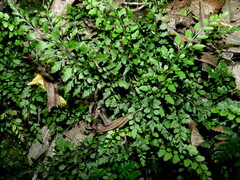 Asplenium hookerianum