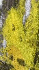 Chrysothrix candelaris