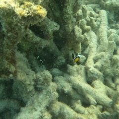 Amphiprion akindynos