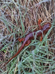 Taricha sierrae