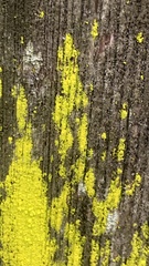 Chrysothrix candelaris