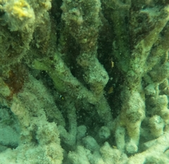 Amphiprion akindynos