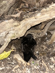 Procellariidae