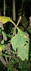 Montanoa grandiflora