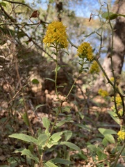 Solidagininae