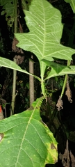 Montanoa grandiflora