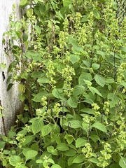 Ocimum campechianum