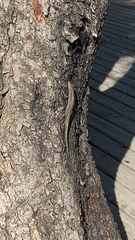 Anatololacerta pelasgiana