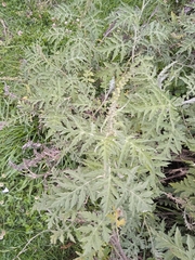 Ambrosia arborescens