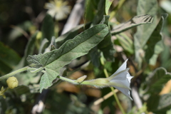 Convolvulus hermanniae