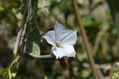 Convolvulus hermanniae